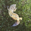 gothicfrog